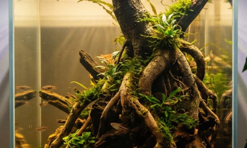 炒栀子中药副作用有哪些专区_炒栀子有毒吗专区_炒栀子中药副作用网
